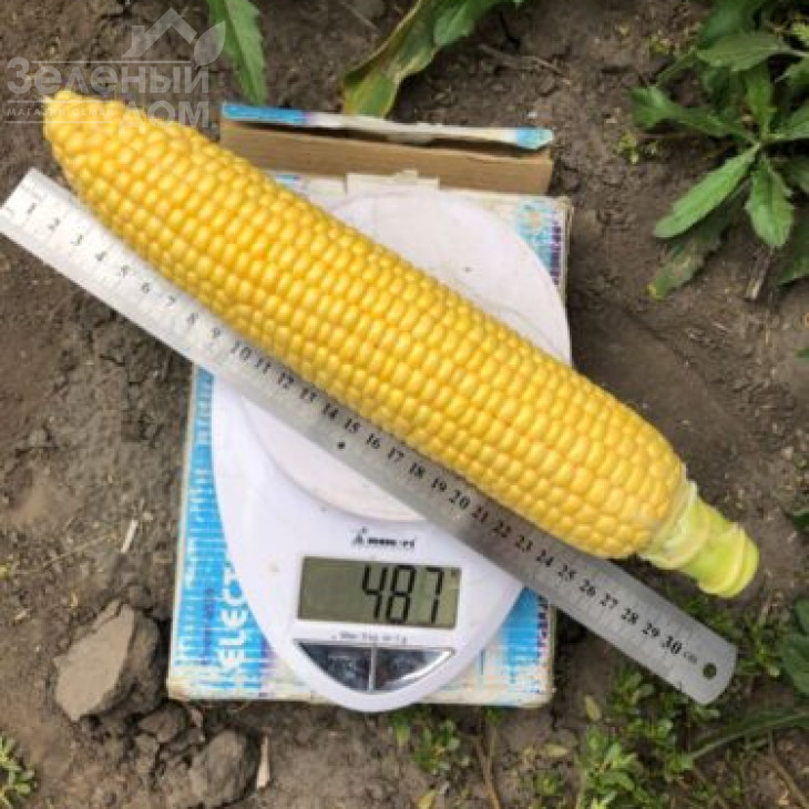 1980 F1 / 1980 F1,78 днів фото 3