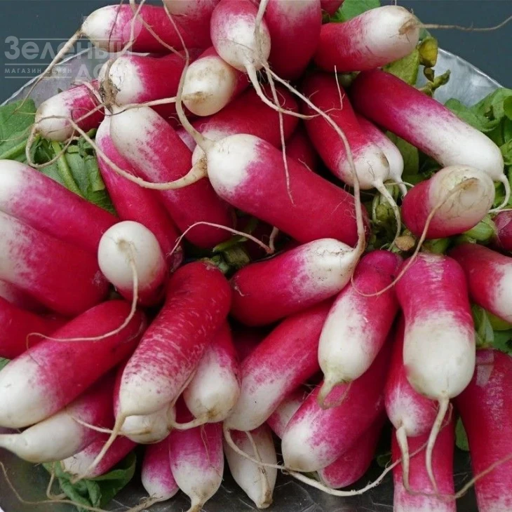 Славия / Slavia,30-35 дней фото 1