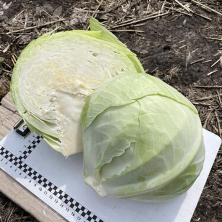 Орегон F1 / Oregon F1,100-110 днів фото 3