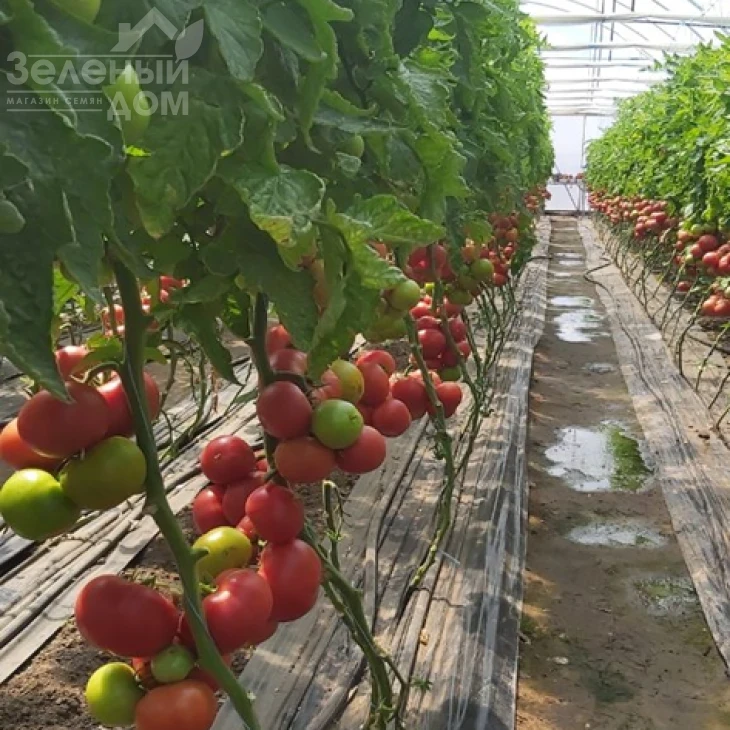 Ланканг F1 / Lankanh F1 фото 4
