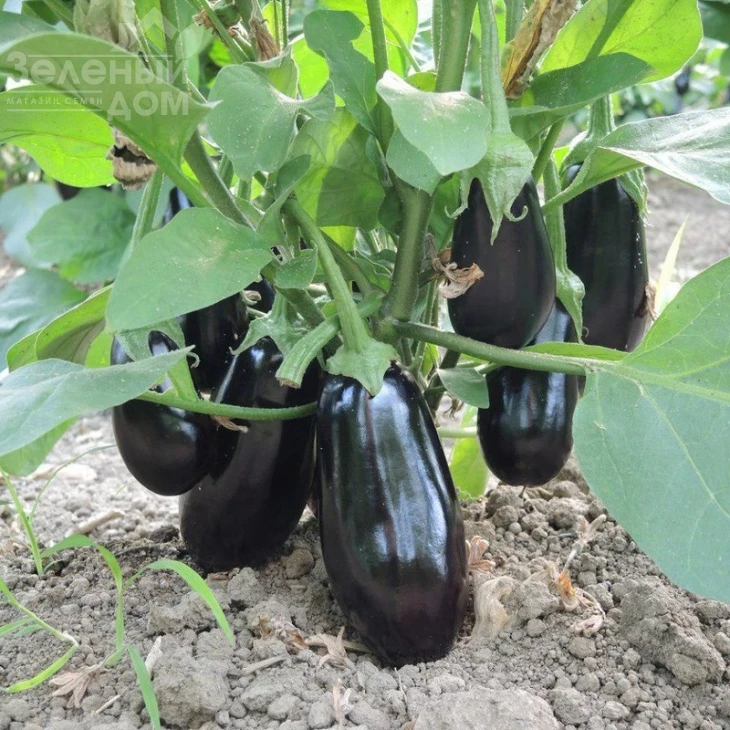 Октавия F1 / Oktaviya F1,65 дней фото 4