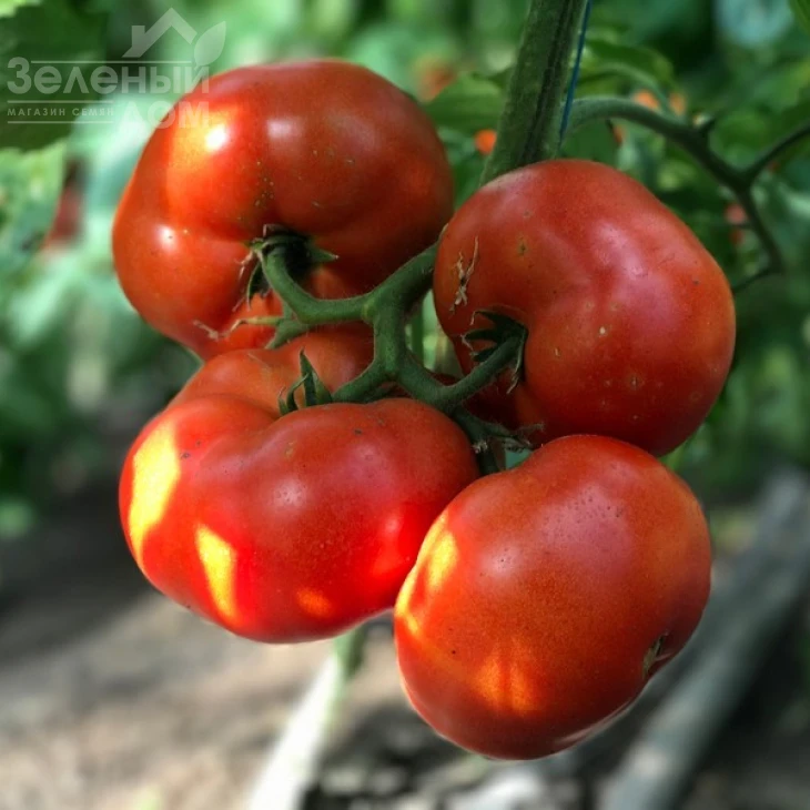 Оазис F1 / Oazis F1,67-70 дней фото 15