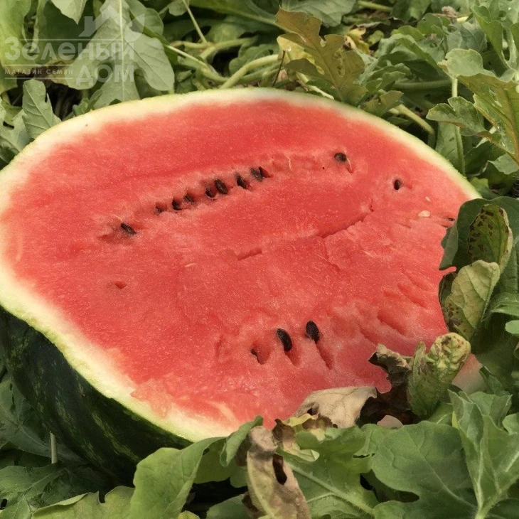 Хилон (Уста,141-172) F1 / Xilon (Usta,141-172) F1,60-62 дня фото 1