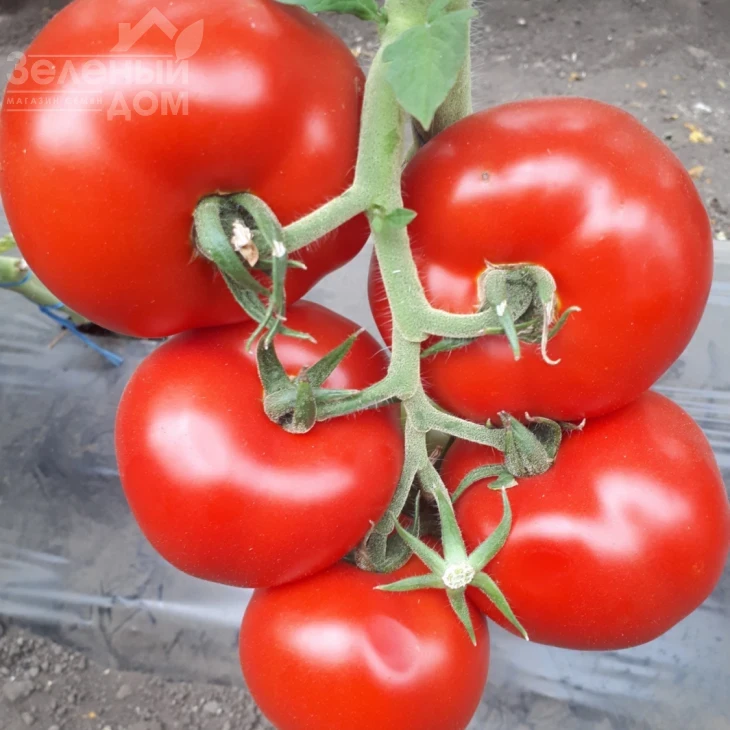 ЦРХ 78713 F1 / CRX 78713 F1 фото 2