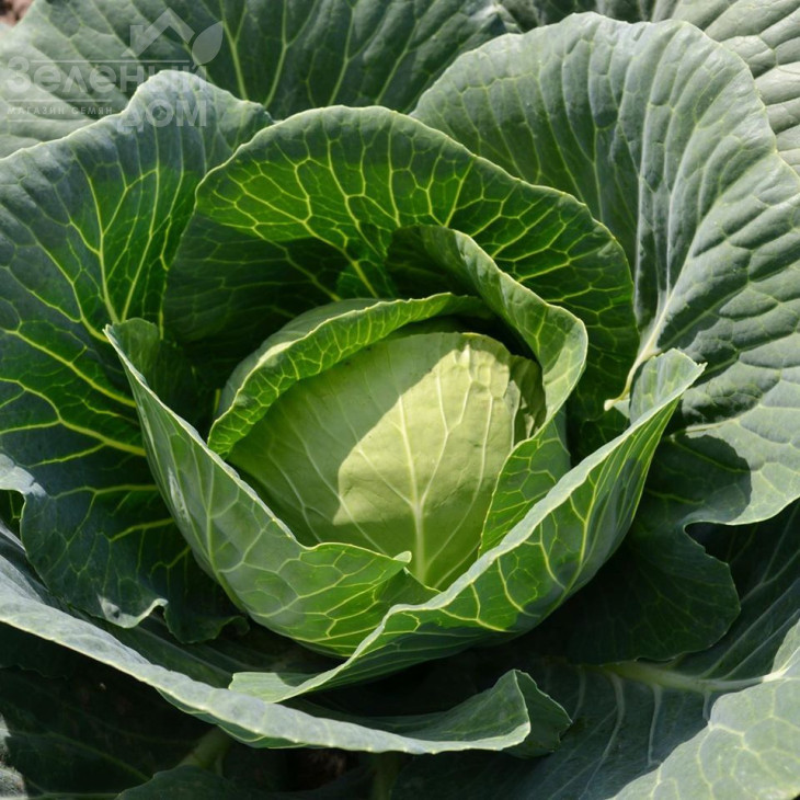 Капітал F1 / Capital F1, 42-45 днів фото 2