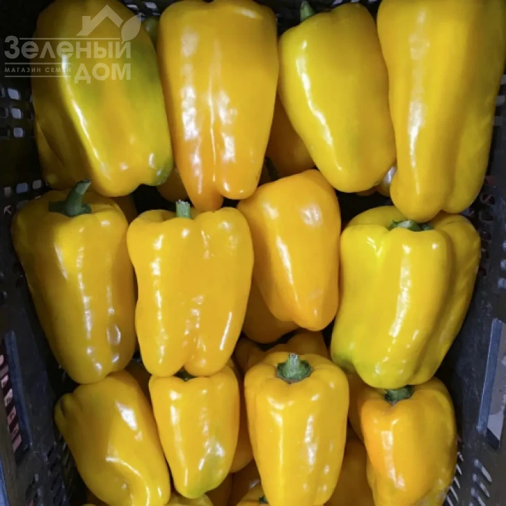 Голден Император F1 / Golden Imperator F1 фото 1