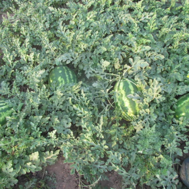 ЛС 1665 F1 / LS 1665 F1,58-60 дней фото 2