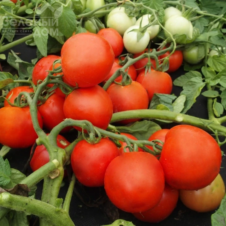 Далимил / Dalimil фото 1
