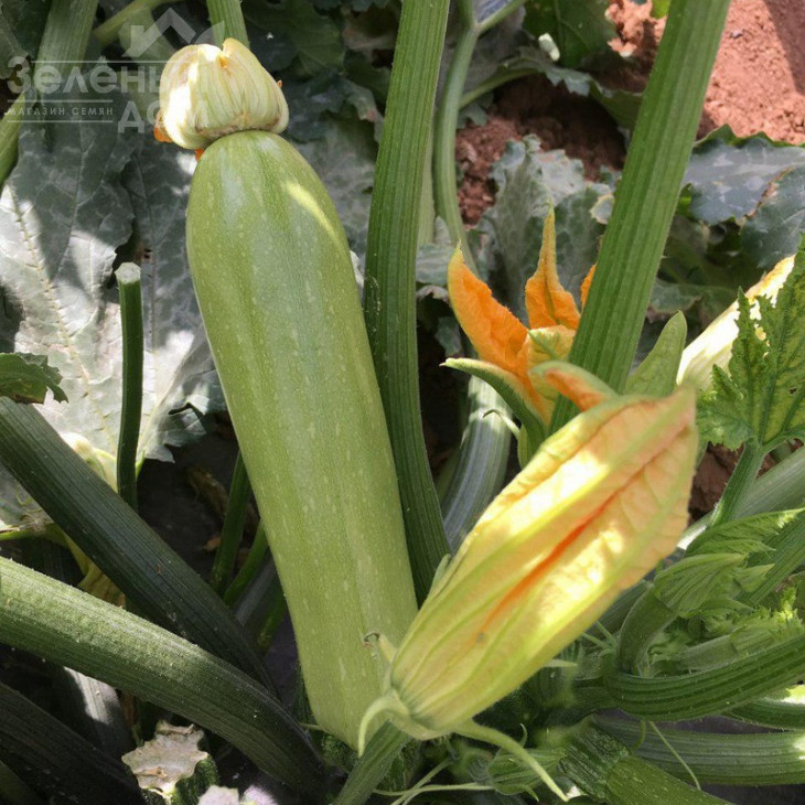 Ясна F1 / Yasna F1,40-45 днів фото 2