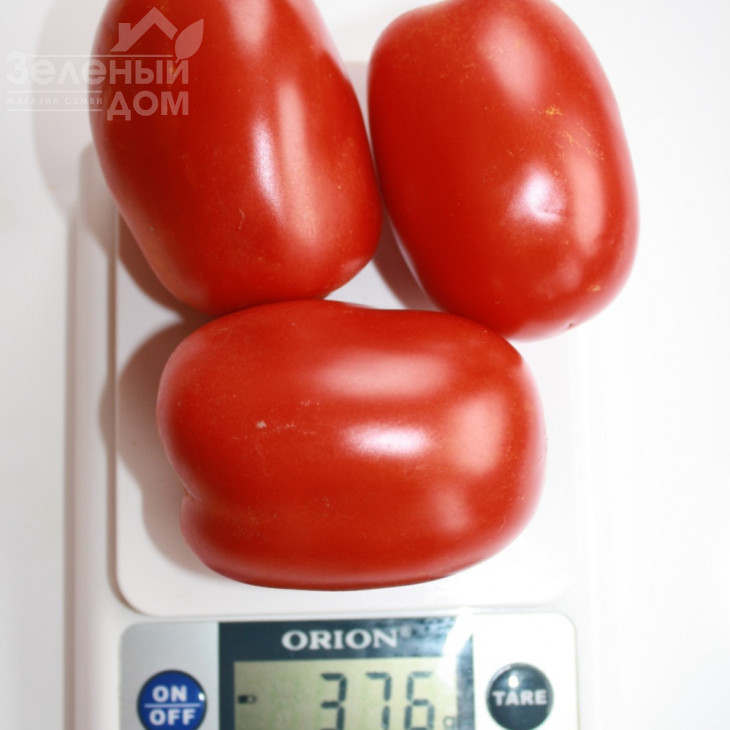 Фідель (INX 1592) F1 / Fidel (INX 1592) F1,90-95 днів фото 4