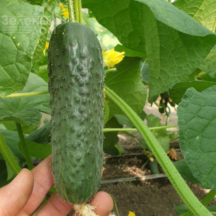 Анвар F1 / Anvar F1, 35-40 днів фото 1