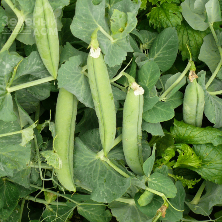 Мегасайз / Megasayz, 55-60 днів фото 1