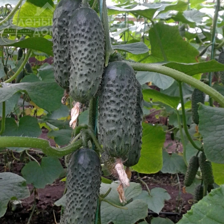 СВ 3506 CV F1 / SV 3506 CV F1,40-45 дней фото 3