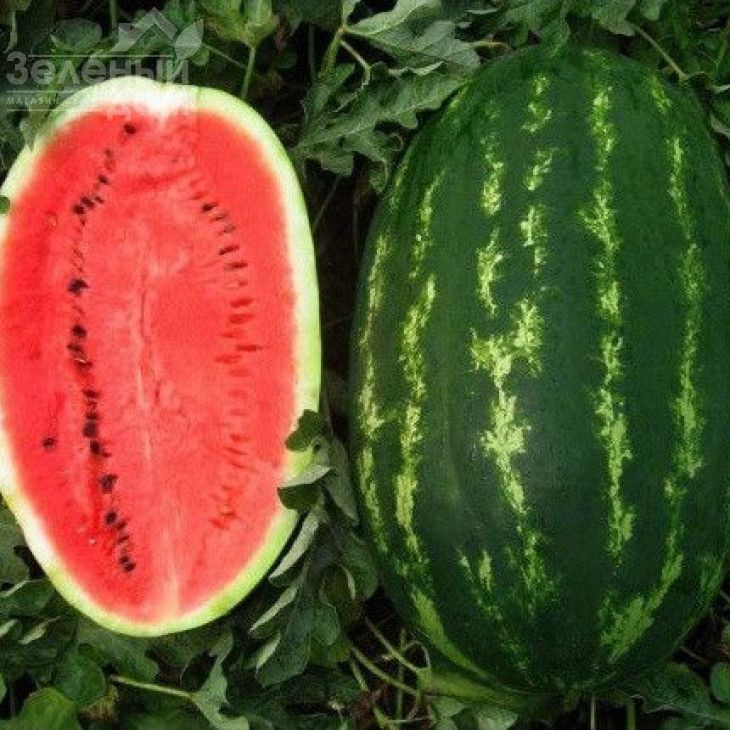 Карнаката F1 / Karnakata F1,70 - 80 днів фото 1