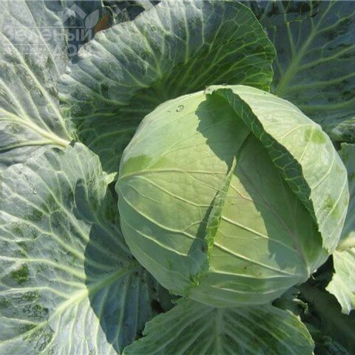 Дитмаршер Фрюєр / Ditmarsher Fryuyer фото 1