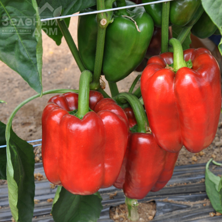 Даймос F1 / Daymos F1,72 дні фото 1