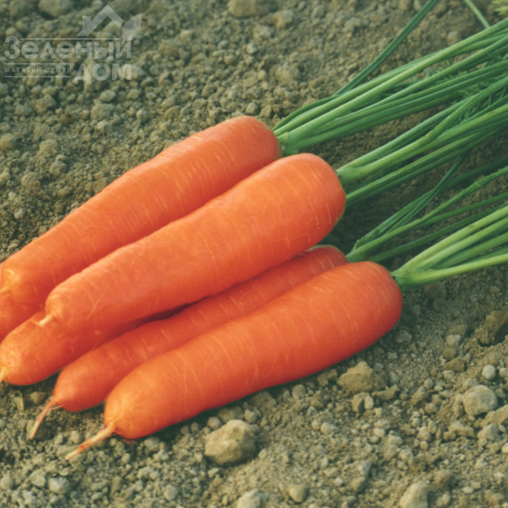 Ступицька / Stupicka, 93-98 днів фото 1