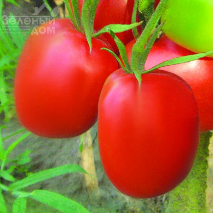 Новинка Приднестровья / Novinka Prydnestrovia фото 1