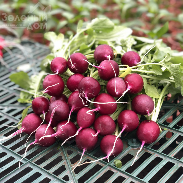 Пурпелла F1 / Purpella F1 фото 3