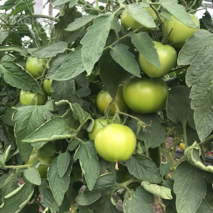 Діззі (INX 6056) F1 / Dizzy (INX 6056) F1, 120 днів фото 2