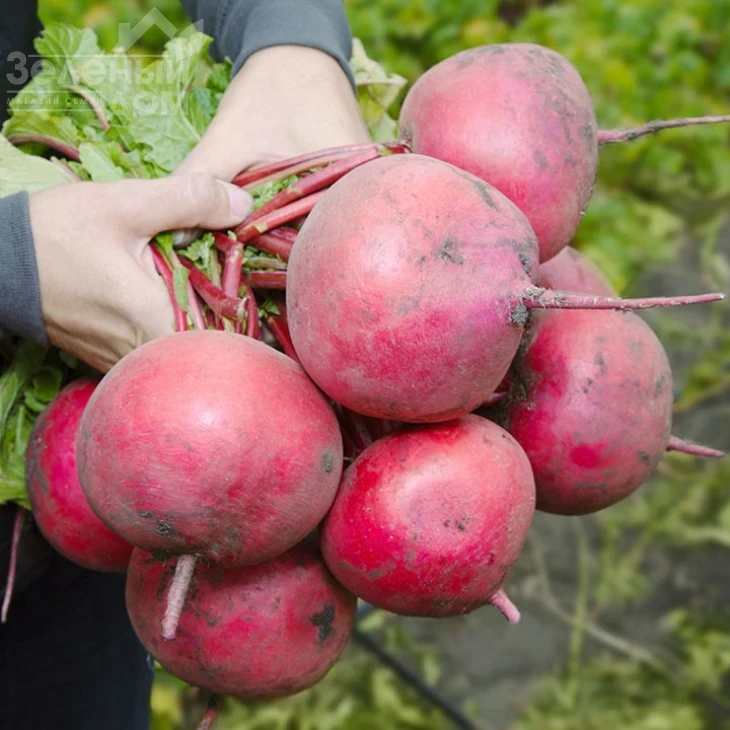 КС 2078 F1 / KS 2078 F1,20-25 дней фото 1