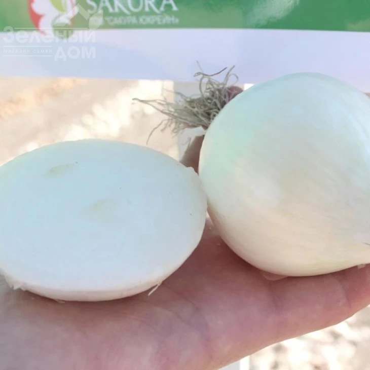 Бело Бланко F1 / Belo Blanko F1,110-120 дней фото 1