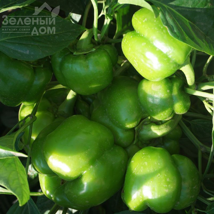 Герардо F1 / Gerardo F1,60-62 дні фото 2