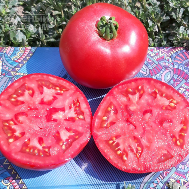 Альма (ЕЗ 2104) F1 / Alma (EZ 2104) F1, 62-65 днів фото 2