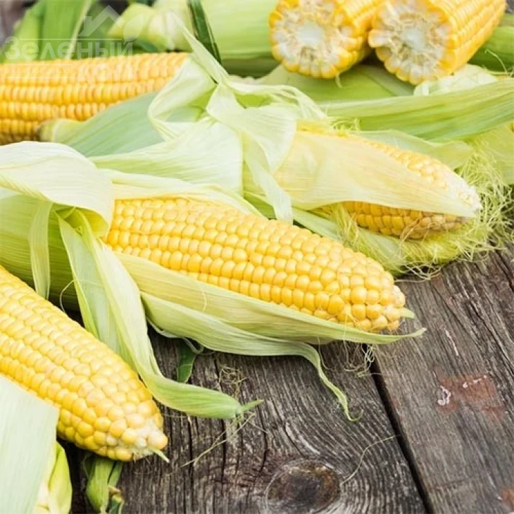 Дейнерис F1 / Deyneris F1, 65-68 дней фото 1