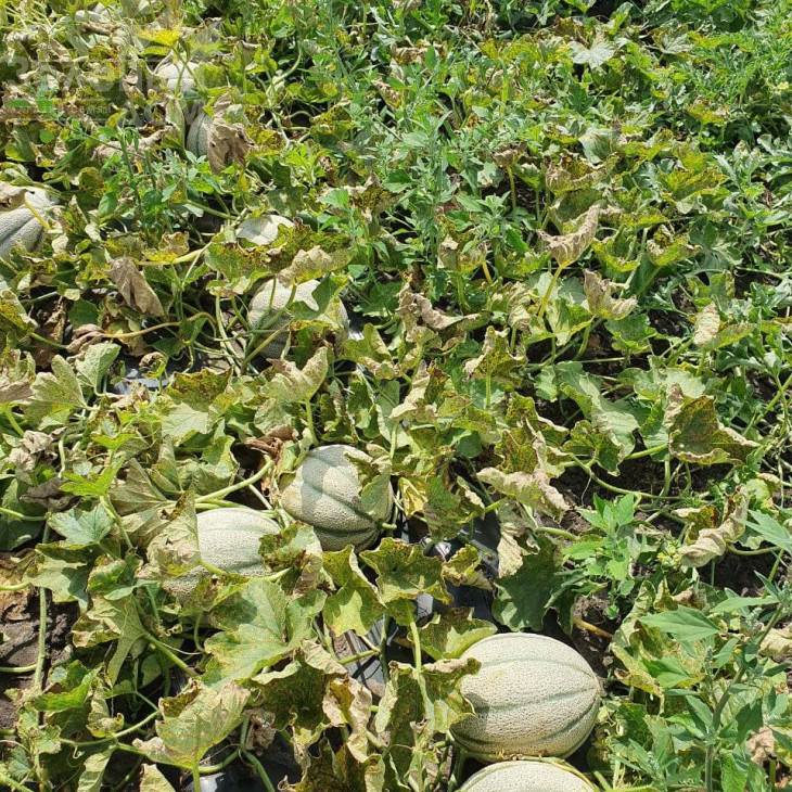 Барі F1 / Bari F1 фото 2