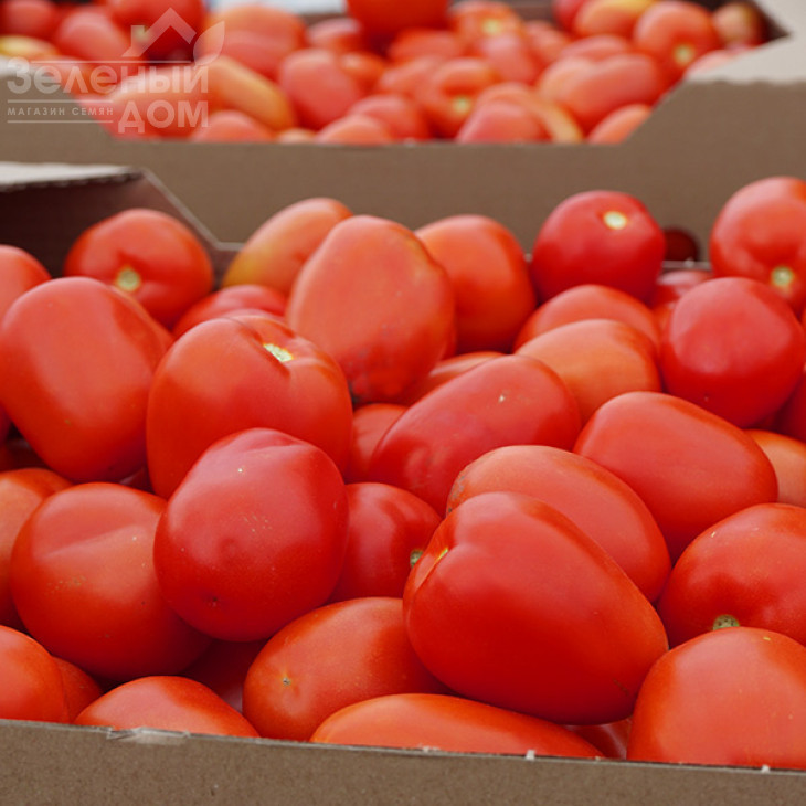 Діно F1 / Dino F1,65-70 днів фото 5