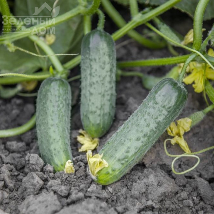 Пролікс F1 / Proliks F1,40-42 дні фото 1