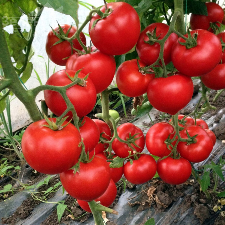 Леда F1 / Leda F1,95-105 днів фото 1