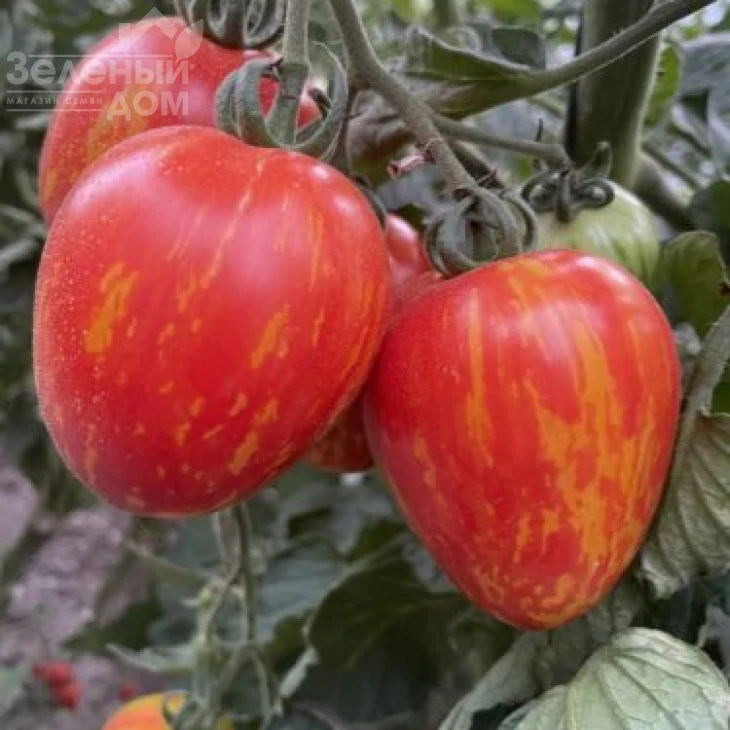 Филадельфия F1 / Philadelfia F1, 95 дней фото 1