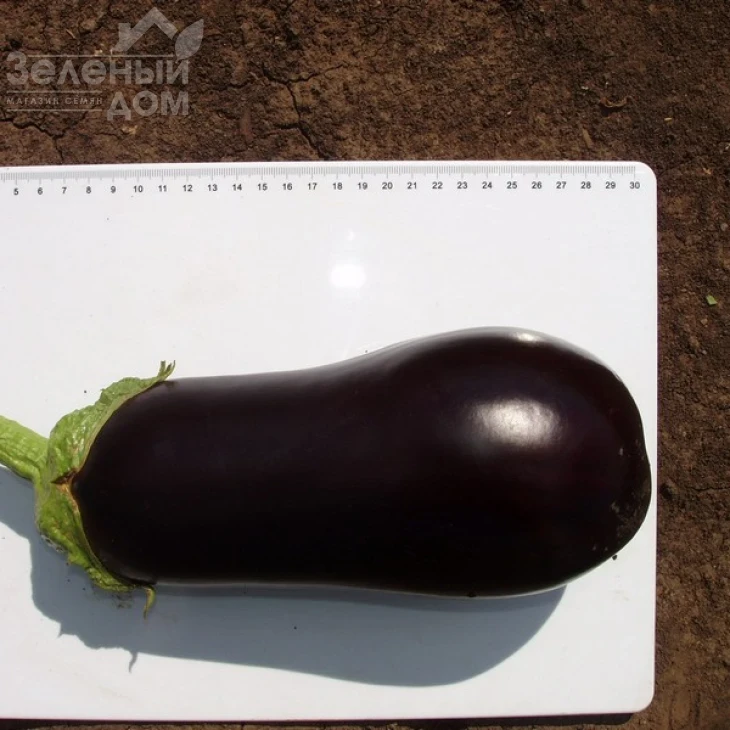 Галине F1 / Galine F1,60-65 дней фото 3