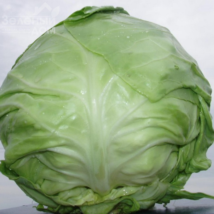 Оракл F1 / Oracle F1,55 днів фото 6