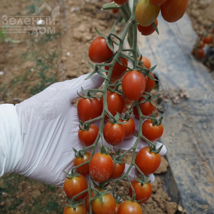 Туті-Фруті F1 / Tutti-Frutti F1,65-70 днів фото 4