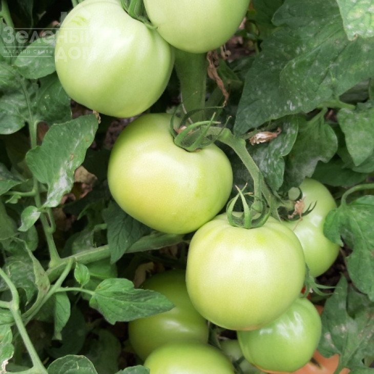 Розарій F1 / Rozariy F1 фото 2