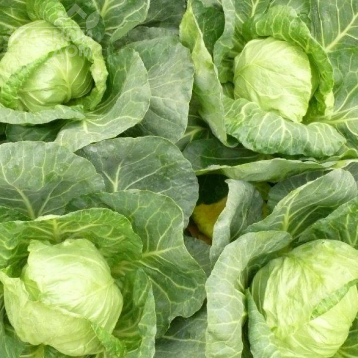 Глобус F1 / Globus F1,48-53 дня фото 2