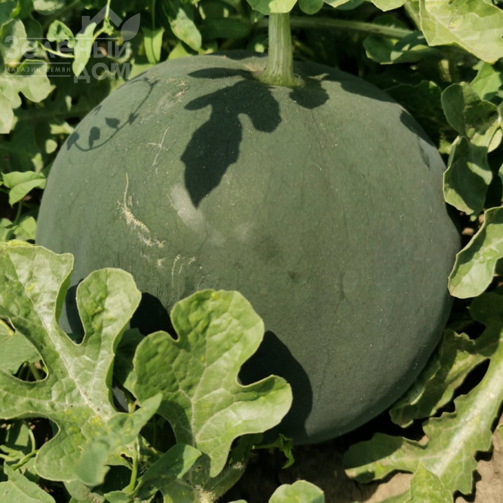 Блекі (INX 1748) F1 / Blacky (INX 1748) F1,62-63 дні фото 1