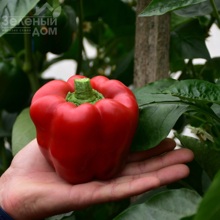 Феліпе F1 / Felipe F1,80-85 днів фото 1