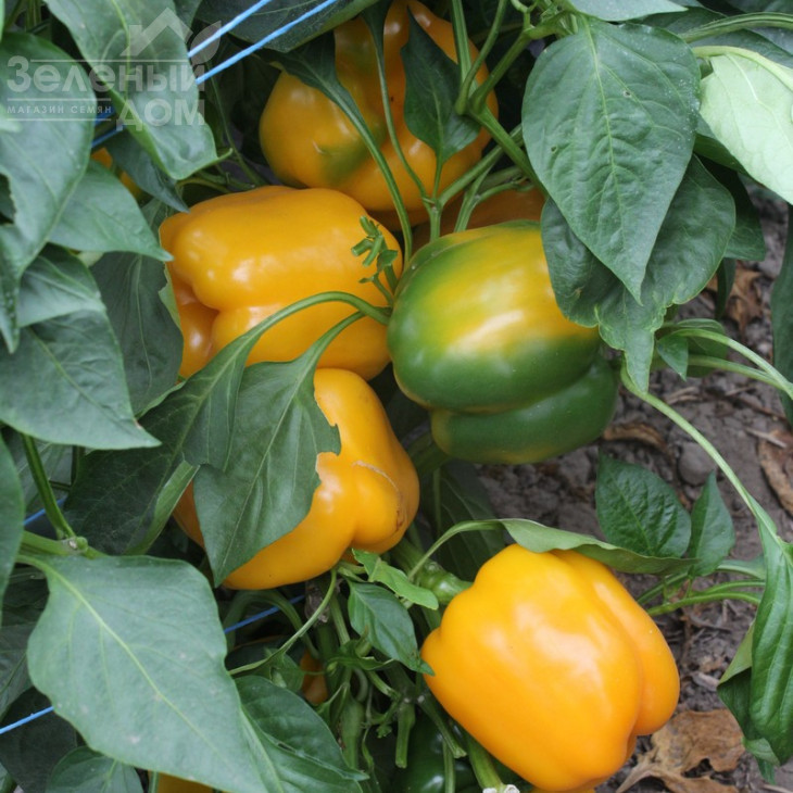 Соланор F1 / Solanor F1,70 днів фото 1