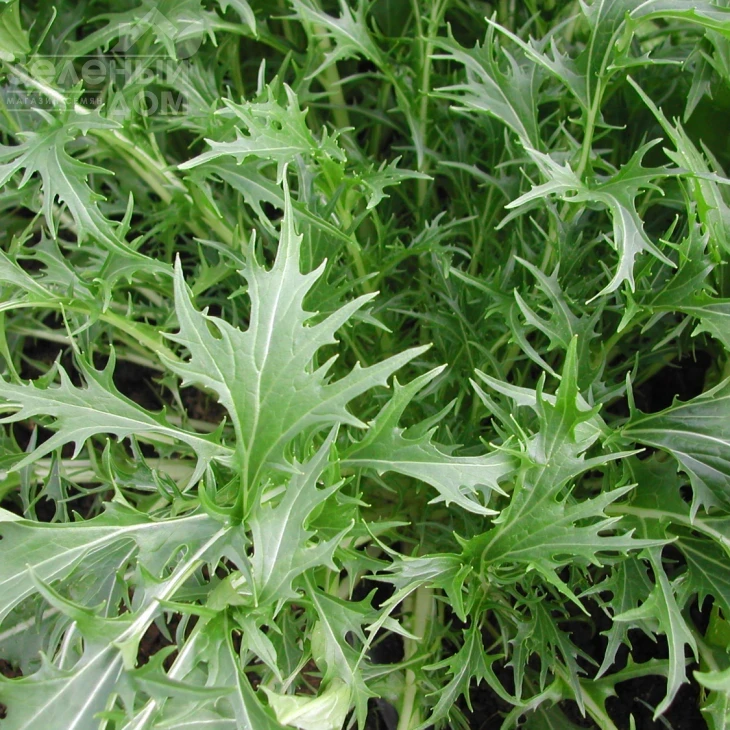 Мизуна зеленая / Mizuno green фото 1