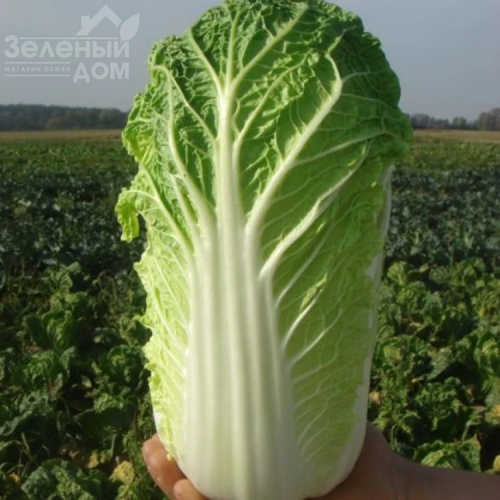 Витимо F1 / Vitimo F1,50-65 дней фото 1