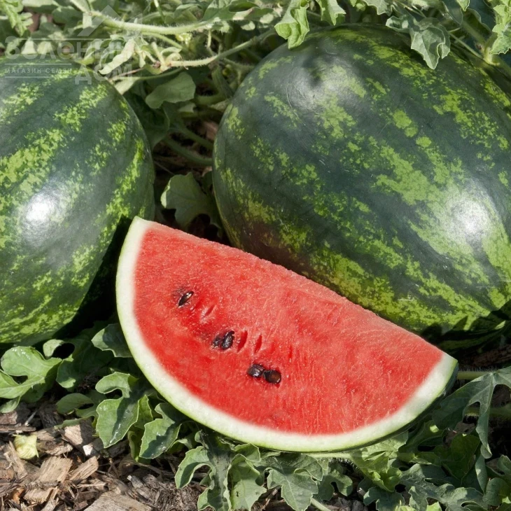 Мини Лав F1 / Mini Love F1, 55-60 дней фото 4