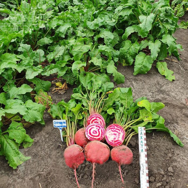 Чіогіа Гардсмарк / Chiogia Gardsmark, 100-110 днів фото 2