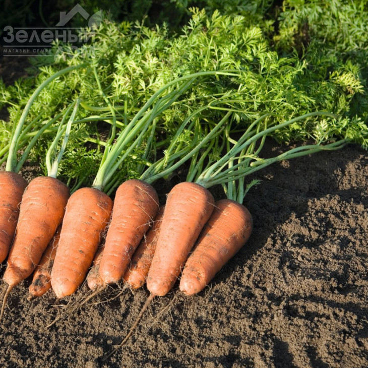 Купар F1 / Cupar F1,135 дней фото 2