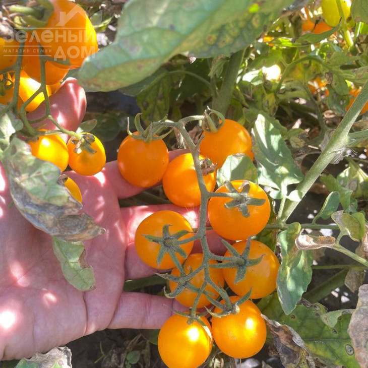 Реджіум F1 / Redzhium F1, 65-70 днів фото 1