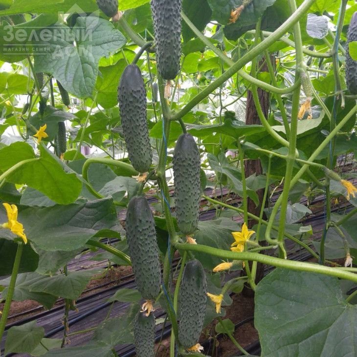 Ансгар F1 / Ansgar F1, 32-35 днів фото 1