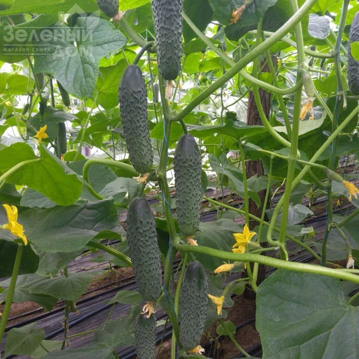 Ансгар F1 / Ansgar F1, 32-35 днів фото 1